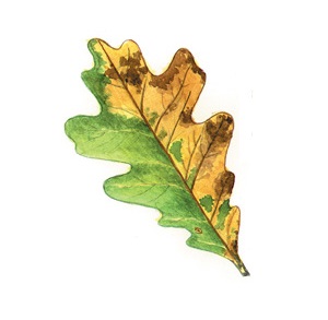 white oak leaf infected with oak wilt